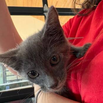 Goose -  Domestic Medium Hair Cat for Adoption in Leander, Texas - Goose | PetCurious