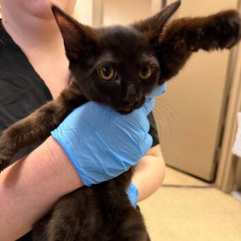 Babs -  Domestic Short Hair Cat for Adoption in Birmingham, Alabama - Babs | PetCurious