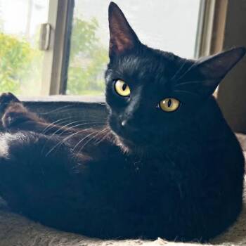 Norah -  Domestic Short Hair Cat for Adoption in Jurupa Valley, California - Norah | PetCurious