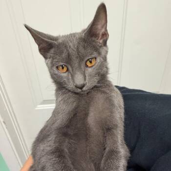 Scrunkly Lemon -  Domestic Short Hair Cat for Adoption in San Antonio, Texas - Scrunkly Lemon | PetCurious