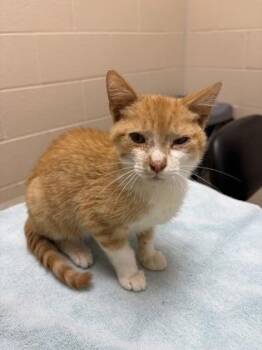 Tum-tum -  Domestic Short Hair Cat for Adoption in Westland, Michigan - Tum-tum | PetCurious
