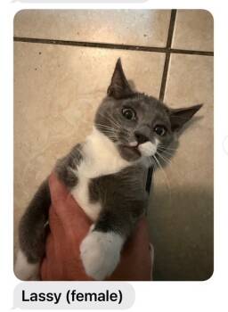 Rescue Domestic Short Hair Cats for Adoption in Gardena, California - Lassy | PetCurious