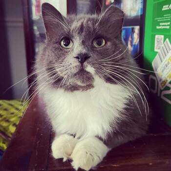 Rescue Domestic Medium Hair Cats for Adoption in Glen Raven, North Carolina - ROMEO-bonded With Carmella | PetCurious