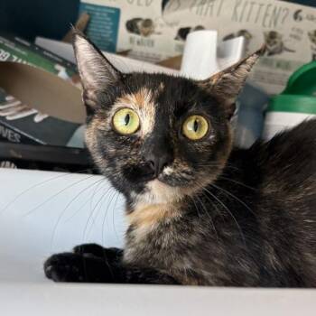 *Pair of Jeans* -  Domestic Short Hair Cat Available for Adoption in Salt Lake City, Utah - *Pair Of Jeans* | PetCurious