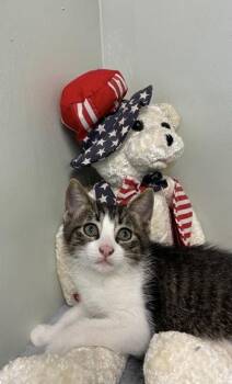 Gatsby -  Domestic Medium Hair and Domestic Short Hair Cat for Adoption in Picayune, Mississippi - Gatsby | PetCurious