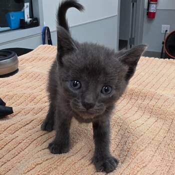 Eleven -  Domestic Short Hair Cat for Adoption in Jupiter, Florida - Eleven | PetCurious