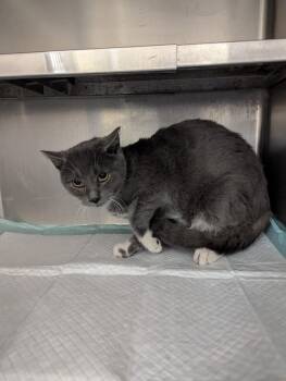 Domestic Short Hair Cats Available for Adoption - Linus11305A | PetCurious