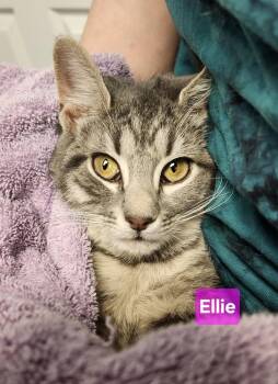 Domestic Short Hair Cats Available for Adoption - Ellie | PetCurious