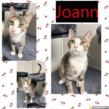 Domestic Short Hair Cats Available for Adoption in Clearfield, Pennsylvania - Joann | PetCurious