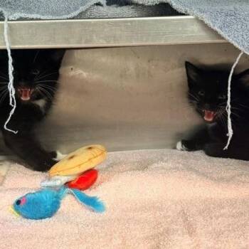 Dib -  Domestic Short Hair Cat for Adoption in Long Beach, California - Dib | PetCurious