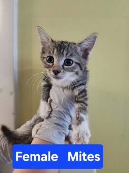 Mites -  Domestic Short Hair Cat for Adoption in Evansville, Indiana - Mites | PetCurious
