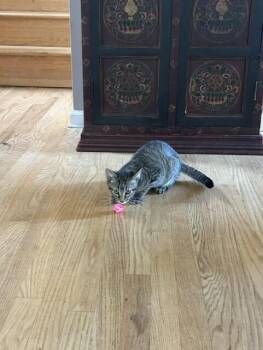NICK -  Domestic Short Hair Cat for Adoption in Broomfield, Colorado - NICK | PetCurious