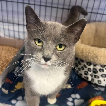 Domestic Short Hair Cats Available for Adoption - Bridget | PetCurious