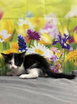 Domestic Short Hair Cats Available for Adoption in San Antonio, Texas - Halo | PetCurious