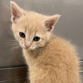 Fi -  Domestic Short Hair Cat for Adoption in Washburn, Missouri - Fi | PetCurious