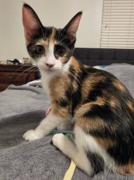 Elina -  Domestic Short Hair and Calico Cat for Adoption in Glendale, Arizona - Elina | PetCurious