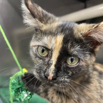 Mocha -  Domestic Short Hair Cat for Adoption in Austin, Texas - Mocha | PetCurious