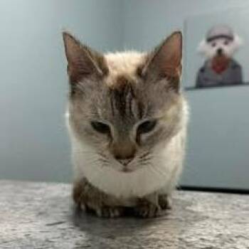Siamese and Domestic Short Hair Cats Available for Adoption in Madison, Wisconsin - Princess Donut | PetCurious