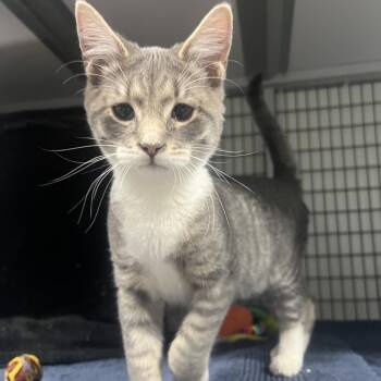 Domestic Short Hair Cats Available for Adoption - Dr. Dre | PetCurious