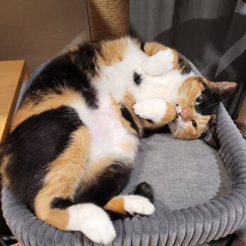 Frida -  Domestic Short Hair Cat Available for Adoption in Pacific Grove, California - Frida | PetCurious