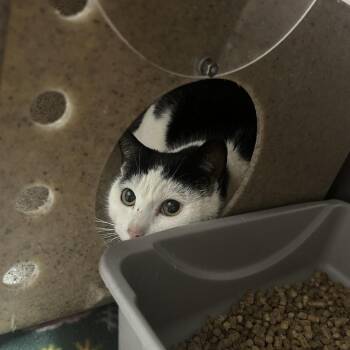 Domestic Short Hair Cats Available for Adoption - Pepper 26-0066 | PetCurious