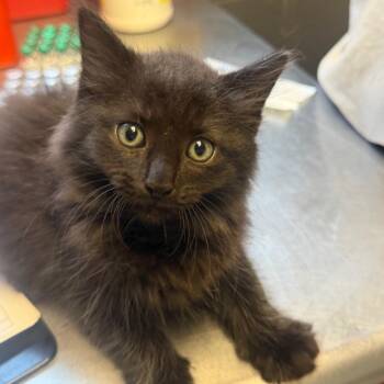 TUSC-Stray-85159 -  Domestic Medium Hair Cat for Adoption in Tuscaloosa, Alabama - TUSC-Stray-85159 | PetCurious