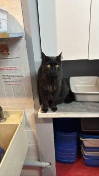 Rescue Domestic Long Hair Cats for Adoption in Hoopeston, Illinois - Tucker | PetCurious