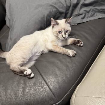 Sima -  Siamese Cat for Adoption in Palmetto Bay, Florida - Sima | PetCurious