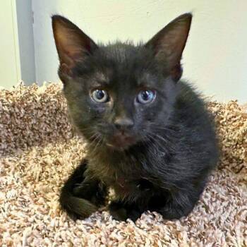 Lunula -  Domestic Short Hair Cat for Adoption in Walnut Creek, California - Lunula | PetCurious