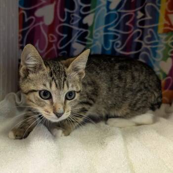 Domestic Short Hair Cats Available for Adoption - Hot Rod | PetCurious