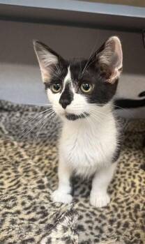 LIONEL -  Domestic Short Hair Cat for Adoption in Aliquippa, Pennsylvania - LIONEL | PetCurious