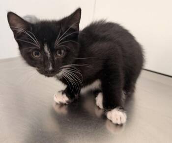 Solomon -  Domestic Short Hair Cat for Adoption - Solomon | PetCurious