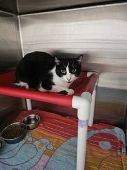 Silverstein -  Domestic Short Hair Cat for Adoption in Cincinnati, Ohio - Silverstein | PetCurious