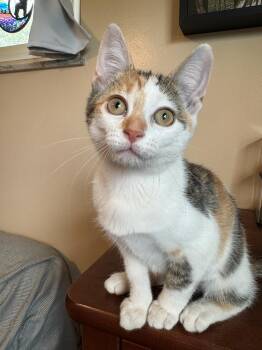 Emerald Jade -  Domestic Short Hair Cat for Adoption in Hartville, Ohio - Emerald Jade | PetCurious