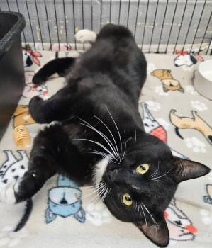 Domestic Short Hair Cats Available for Adoption in Gainesville, Texas - Bennie | PetCurious