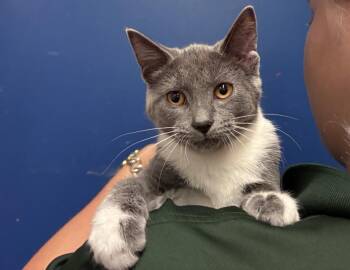 Scuttlebutt -  Domestic Short Hair Cat for Adoption in Columbus, Indiana - Scuttlebutt | PetCurious