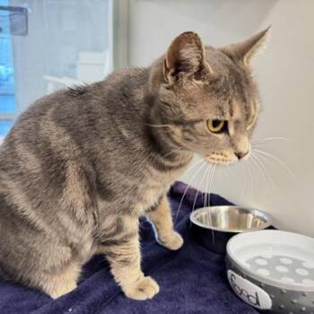 Domestic Short Hair Cats Available for Adoption - Moxie | PetCurious