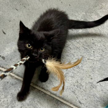 Rescue Domestic Short Hair Cats for Adoption in Cincinnati, Ohio - Twilight 2025 | PetCurious