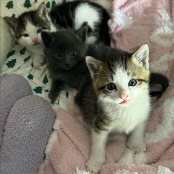 Dijon -  Domestic Short Hair Cat for Adoption in Layton, Utah - Dijon | PetCurious