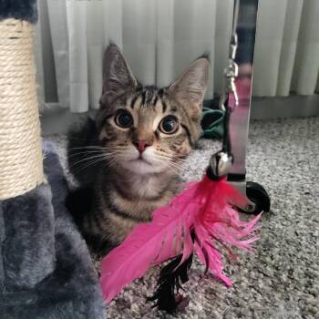 Kitten Face KB 0426 -  Domestic Short Hair Cat for Adoption - Kitten Face KB 0426 | PetCurious