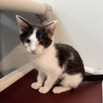 American Girl -  Domestic Short Hair Cat for Adoption in Brighton, Missouri - American Girl | PetCurious