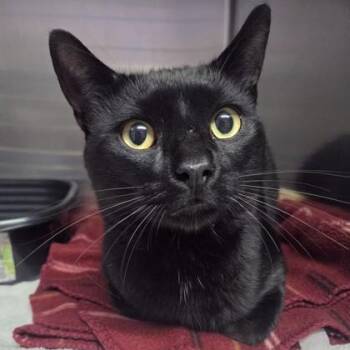 Panther -  Domestic Short Hair Cat for Adoption in Worcester, Massachusetts - Panther | PetCurious