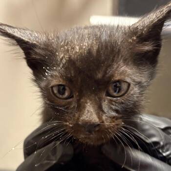 Domestic Short Hair Cats Available for Adoption in Yuma, Arizona - Gherkin | PetCurious