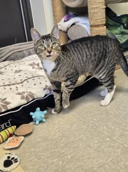 Chilli -  Domestic Short Hair Cat Available for Adoption in Binghamton, New York - Chilli | PetCurious