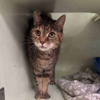 Daisy -  Domestic Short Hair Cat Available for Adoption in Charleston, South Carolina - Daisy | PetCurious
