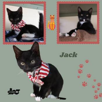 Jack (Kitten) -  Tuxedo Cat Available for Adoption in Lindsay, California - Jack (Kitten) | PetCurious