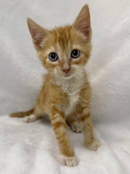 Pumpkin -  Domestic Short Hair and Tabby Cat for Adoption in Greensboro, North Carolina - Pumpkin | PetCurious