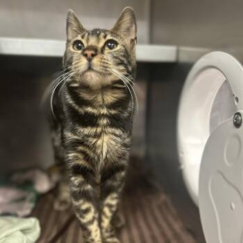 Domestic Short Hair Cats Available for Adoption - Winter Spiced Cranberry | PetCurious