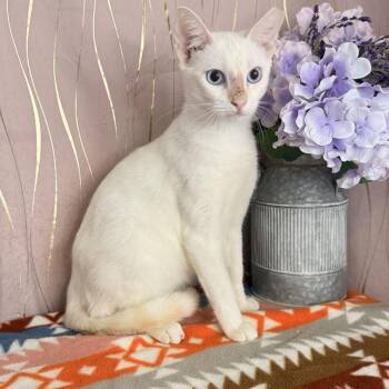 Tato -  Siamese Cat for Adoption in Long Beach, Mississippi - Tato | PetCurious