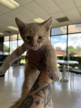 A478105 -  Domestic Short Hair Cat for Adoption in Oklahoma City, Oklahoma - A478105 | PetCurious